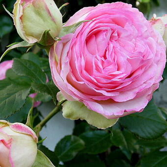 Rosa 'Pierre de Ronsard'