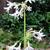 Tulbaghia violacea 'Alba'