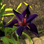 Zwarte iris - Iris x louisiana 'Black Gamecock'