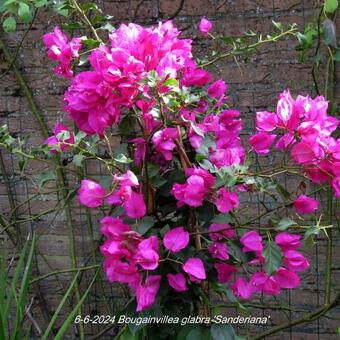 Bougainvillea glabra 'Sanderiana'