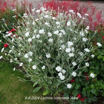 Lychnis coronaria 'Alba'