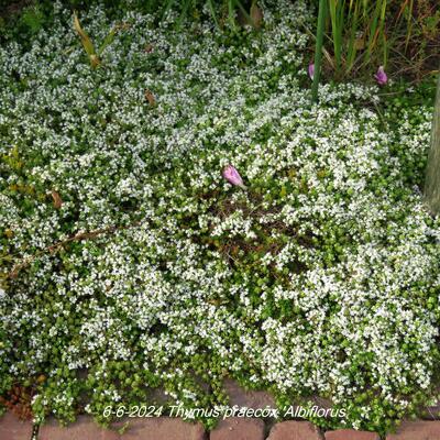 Kruiptijm - Thymus praecox 'Albiflorus'