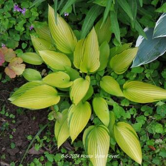 Hosta 'June Fever'