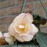 Begonia I'CONIA 'Miss Montreal' - Knolbegonia