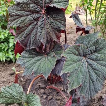 Begonia LUNAR LIGHTS 'Dark Side of the Moon'