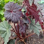 Begonia LUNAR LIGHTS 'Dark Side of the Moon' - Begonia