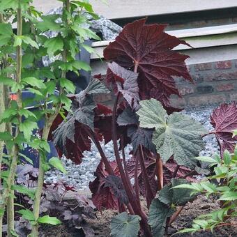 Begonia LUNAR LIGHTS 'Dark Side of the Moon'