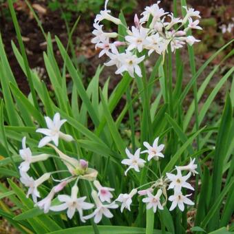 Tulbaghia violacea 'Alba'