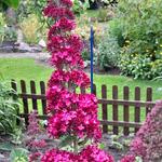 Buddleja davidii 'Prince Charming' - Vlinderstruik