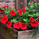 Calibrachoa 'CARILLON Red' - compact MF - Mini Petunia