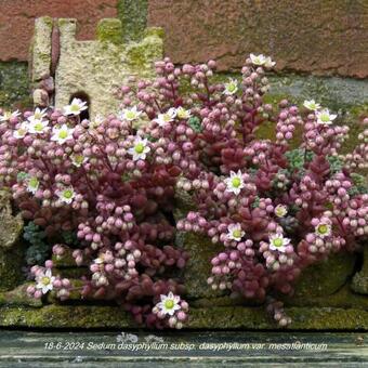 Sedum dasyphyllum subsp. dasyphyllum var. mesatlanticum