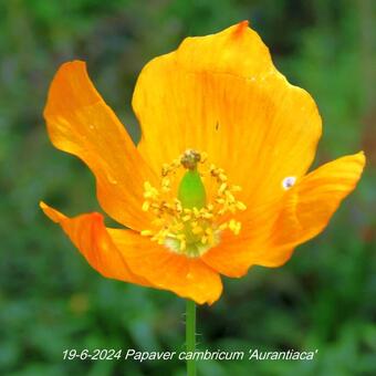 Papaver cambricum 'Aurantiaca'