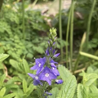 Ereprijs, Brede ereprijs - Veronica austriaca