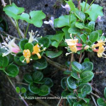 Lonicera crassifolia 'Little Honey'