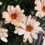 Rhodanthemum Hosmariense 'Zagora Orange' - Marokkaans madeliefje