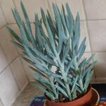 Senecio serpens - Blauwe krijtstokjes, Blue Chalksticks (Engelse benaming)