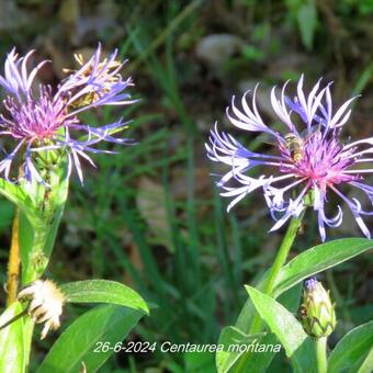 Centaurea montana