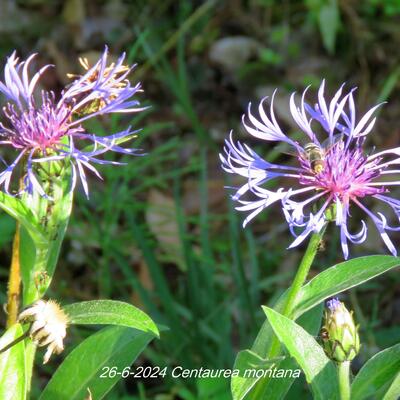 Korenbloem - Centaurea montana