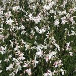 Gaura lindheimeri 'Short Form' - Prachtkaars - Gaura lindheimeri 'Short Form'