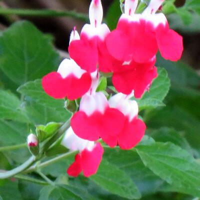 Salie, struiksalie - Salvia x jamensis 'Hot Lips'