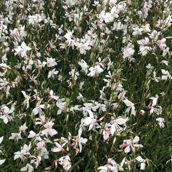 Pieris floribunda