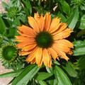 Echinacea SUNSEEKERS 'Mineola'