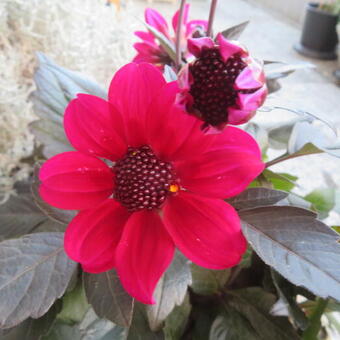 Dahlia coccinea cav. pinnata