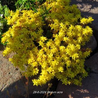 Sedum acre