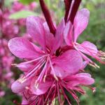 Gaura lindheimeri 'GAUDI Medium Pink' - Prachtkaars