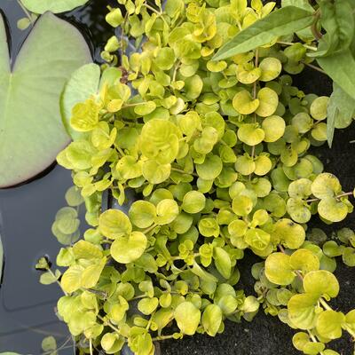 Bontbladige penningkruid - Lysimachia nummularia 'Aurea'