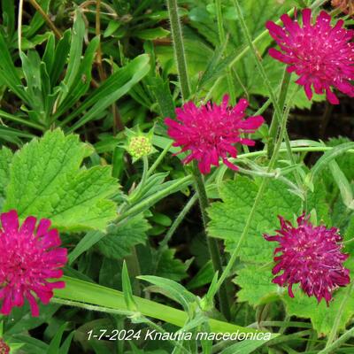 Weduwebloem, Beemdkroon - Knautia macedonica