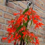 Begonia boliviensis 'Bonfire' - Begonia