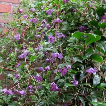 Clematis viticella