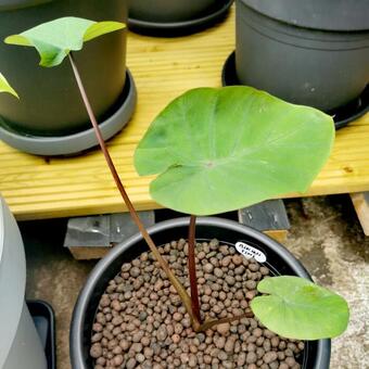 Colocasia 'Bikini-tini'