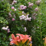 Hemerocallis fulva  - Daglelie