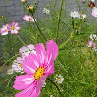 Cosmos Bipinnatus 'Sensation Mammouth'