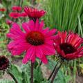 Echinacea SUNSEEKERS 'Carmine'