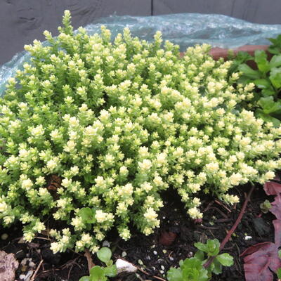 Muurpeper - Sedum acre 'Elegans'