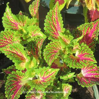 Plectranthus scutellarioides