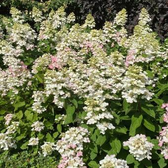 Hydrangea paniculata 'Magical Fire'