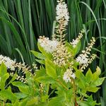 Sanguisorba obtusa 'Alba' - Japanse pimpernel