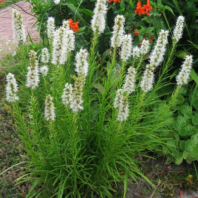 Lampepoetser - Liatris spicata 'Alba'