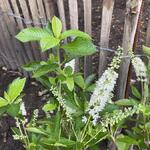 Schijnels - Clethra alnifolia 'Ruby Spice'