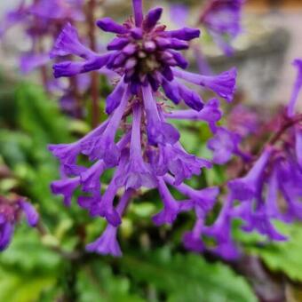 Wulfenia carinthiaca