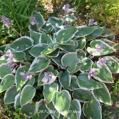 Hartlelie/Funkia - Hosta 'El Nino'