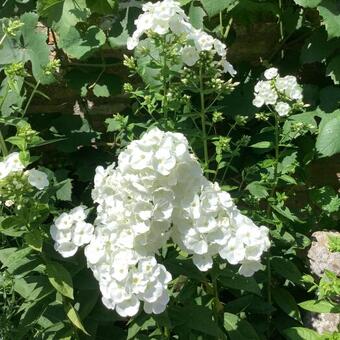 Phlox 'SWEET SUMMER Snow'