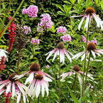 Echinacea 'Pretty Parasol' - Rode zonnehoed - Echinacea 'Pretty Parasol'