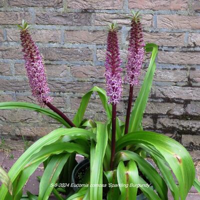 Kuiflelie / ananasplant - Eucomis comosa 'Sparkling Burgundy'