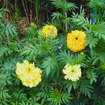 Tagetes 'Sierra'