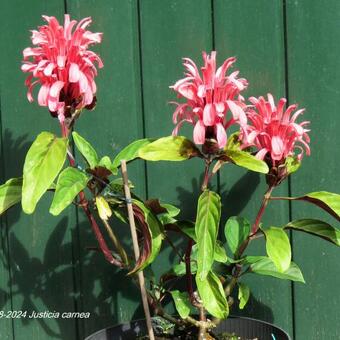 Justicia carnea